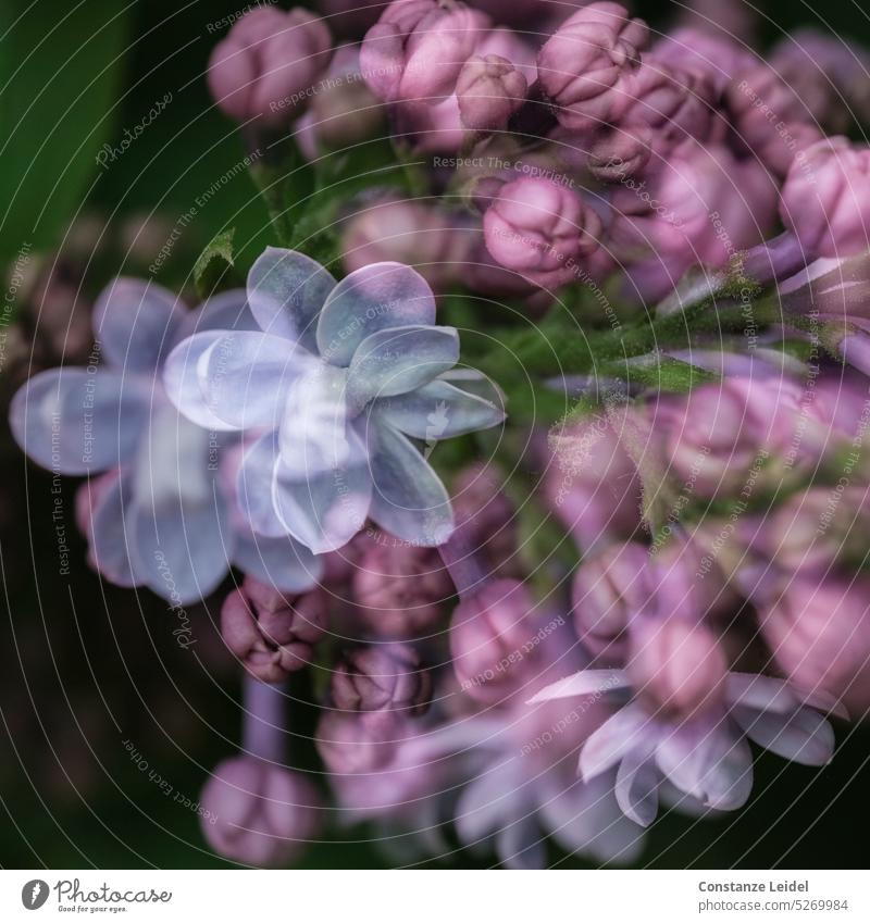 Aufblühender Flieder in Doppelbelichtung Blume lila Blüte violett Frühling Garten Natur windig natürlich Pflanze Blühend Detailaufnahme Duft duftend betörend