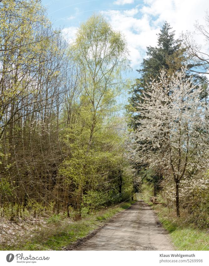 Ein schöner Frühlingstag. Frische Farben von jungem Laub und blühende Bäume machen gute Laune Frühlingsfarbe Frühlingserwachen Frühlingsgefühle Wald Waldweg