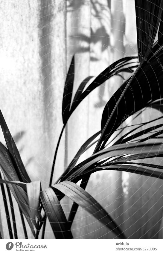 Schattenspiel | Palme und Vorhang am Fenster Kentia-Palme Zimmerpflanze Pflanze Blatt Grünpflanze Palmenwedel Licht Lichtstimmung Stoff Gewebe draußen drinnen