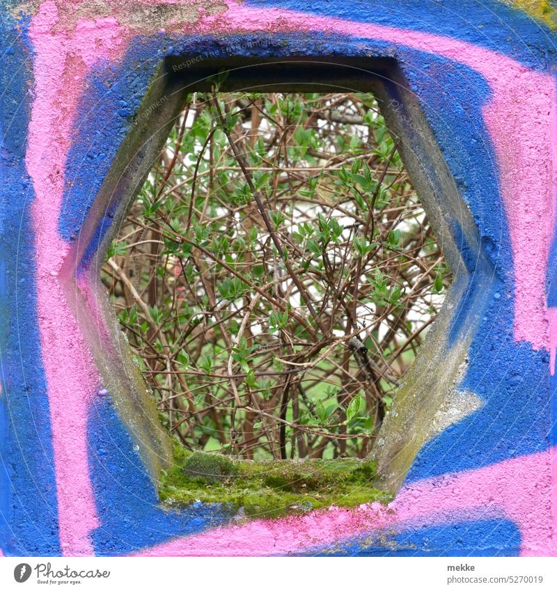Ein bunter Rahmen für das zarte Frühlingserwachen Strauch Schaufenster Mauer Garten schrebergarten Natur Fenster Loch Jahreszeit alt Beton Park Sechseck