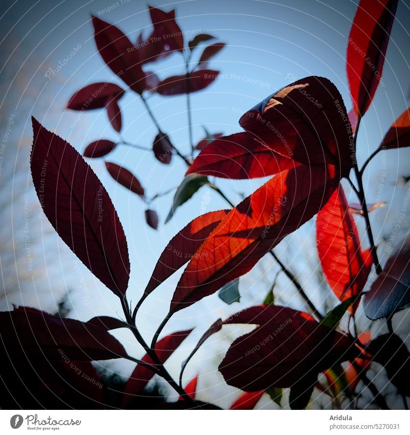 Abendstimmung | Blätter und Zweige im Sonnenlicht mit blauem Himmel Sonnenuntergang Licht Zweige u. Äste Pflanzen Frühling Garten rot Lichtspiel Außenaufnahme