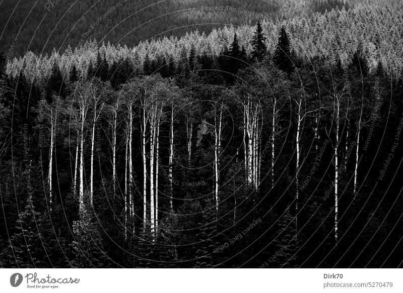 Gruppe amerikanischer Espen am Fuße des Mount Robson, British Columbia, Kanada Pappel Pappeln Zitterpappel Baum Wald Schwarzweißfoto schwarzweiß
