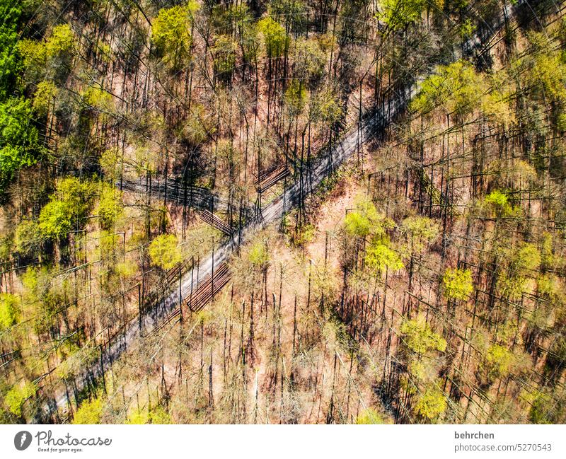 gebogen abstrakt Linien schräge linien zartes Grün Blätter Frühling Baumstamm baumstämme Drohne Sonnenlicht von oben Vogelperspektive Schatten Äste und Zweige