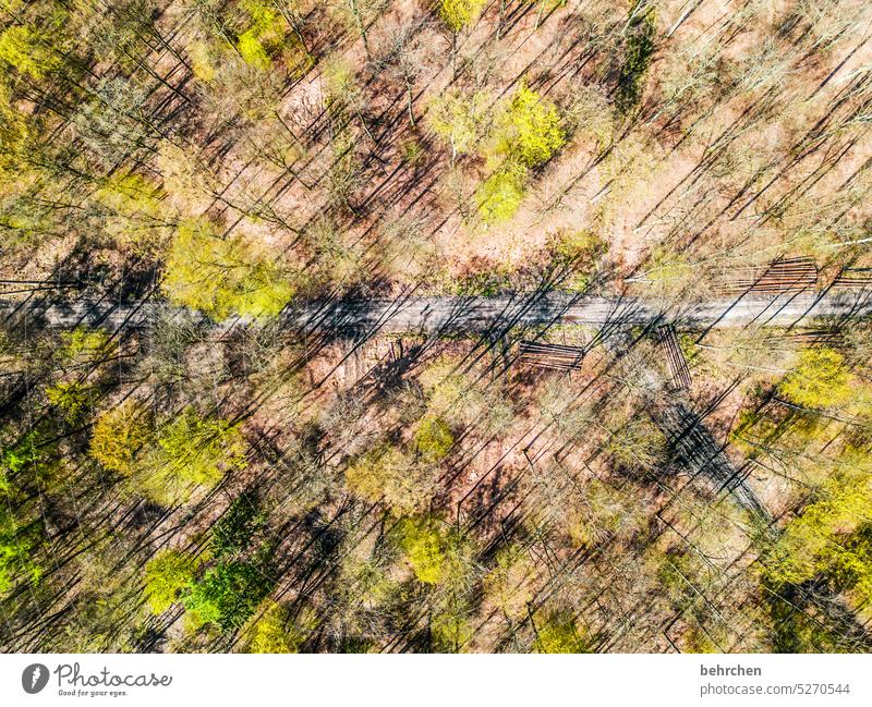 jahreszeiten | frühlingserwachen abstrakt Linien schräge linien Wald Umwelt Landschaft Bäume Außenaufnahme Wetter Jahreszeiten Baum Heimat Farbfoto