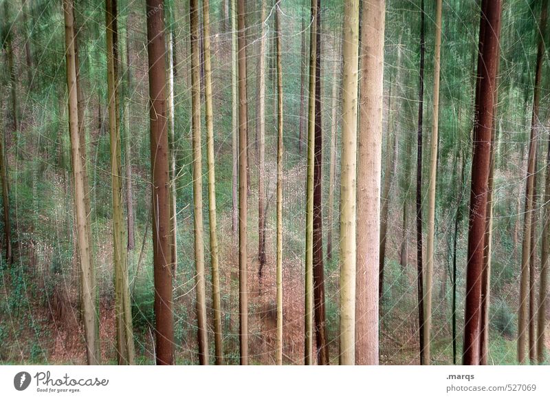 Stammbäume Lifestyle Ausflug Umwelt Natur Landschaft Sommer Herbst Nadelwald Nadelbaum Wald außergewöhnlich groß schön verrückt Leben Vergänglichkeit
