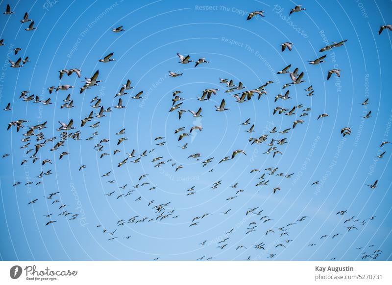 Schwarm Nonnengänse Nonnengans Weißwangengänse Branta leucopsis Entenvögel Meergänse Gans Kanada Gans Wattenmeer Schwarm Nonnen Gänse Naturschutzgebiet