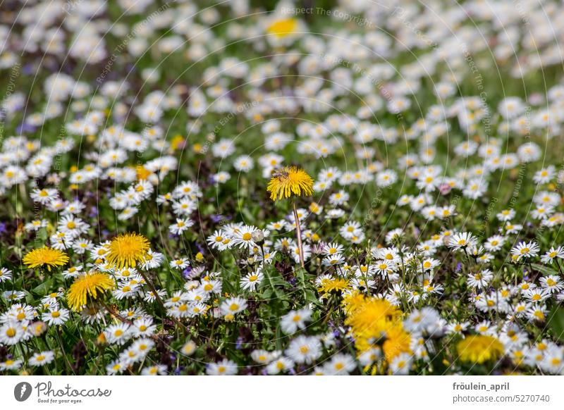 Bienchen und Blümchen | Frühlingswiese mit Löwenzahn und Gänseblümchen und Biene Wiese Wiesenblume Natur Blume Garten Blumenwiese Gras weiß gelb