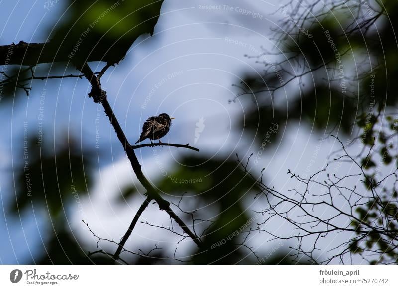 Ich bin ein Star | Vogel Star auf einem Zweig im Baum Tier Natur Tierporträt Wildtier Frühling