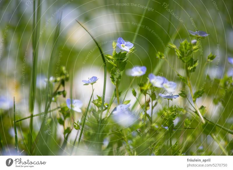 Zeremoniell | Ehrenpreis Frühling Blüte Blume Natur blau Pflanze Blühend Farbfoto Schwache Tiefenschärfe Garten zart klein schön Nahaufnahme grün Wiese