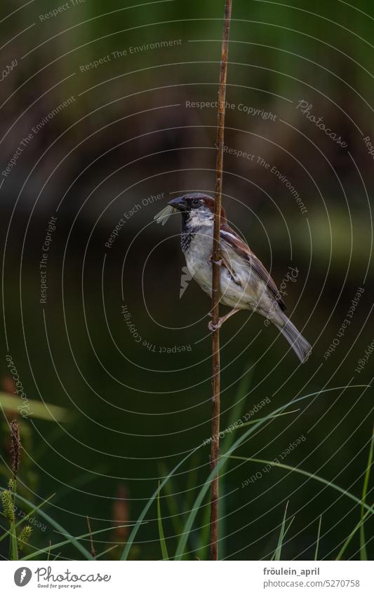 Insekten als Nahrungsmittel | Sperling mit Insekt im Schnabel Spatz Fliege Libelle Flügel Natur Tier Vogel Futter Tierporträt Wildtier Umwelt Sperlingsvogel