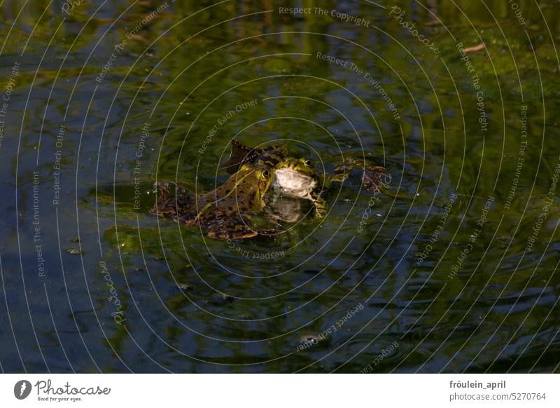 Küss mich, ich bin kein Frosch | Frösche in der Paarungszeit im Wasser Natur Frühling Teich See Tier Amphibien Kröte Schwimmen & Baden Umwelt Tierporträt grün