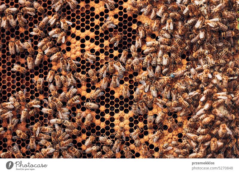 Imker bei der Arbeit im Bienenstock. Entnahme der Honigwaben aus dem Bienenstock mit Bienen auf den Waben. Erntezeit im Bienenstock Kolonie Liebling Bienenkorb