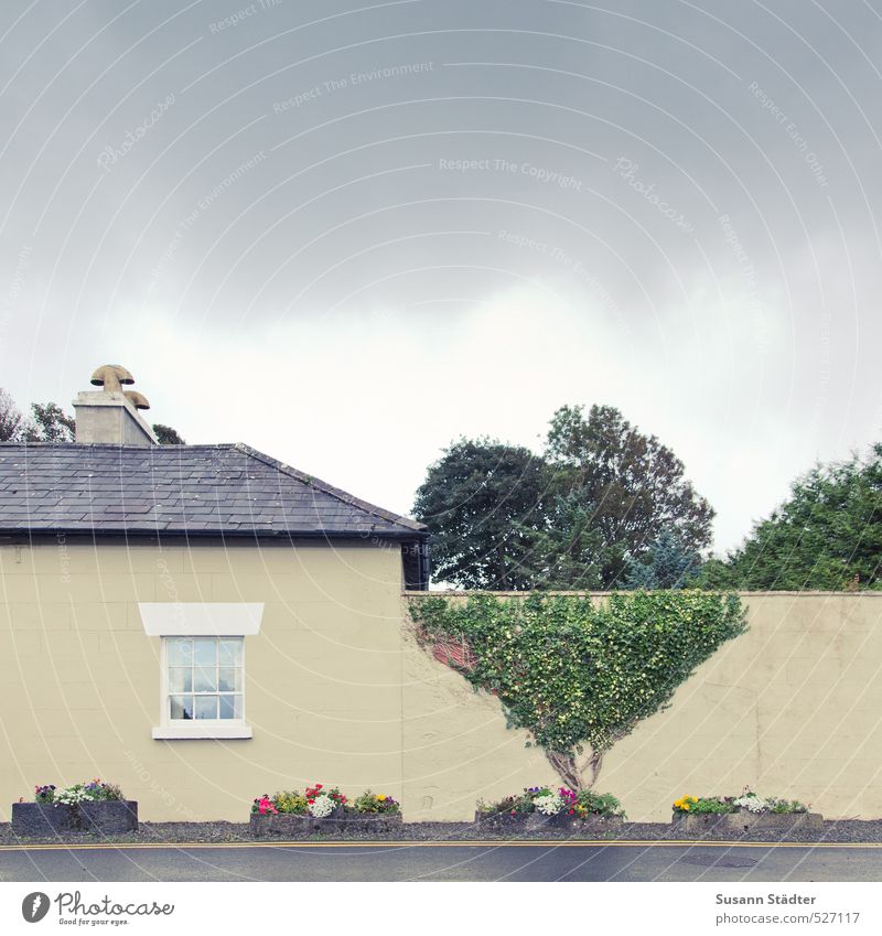 Alles nur Fassade | Irland Himmel Frühling Pflanze Baum Efeu Mauer Wand außergewöhnlich hoch Phantasie Baumkrone Fassadenbegrünung Wohnhaus Fenster Straße
