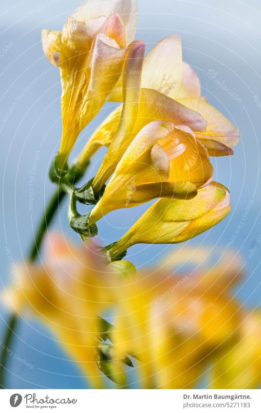 Stark duftender Blütenstand von Freesia refracta, Iridaceae Freesie blühen zygomorph Duft aus Südafrika Geophyt Knollengewächs frostempfindlich