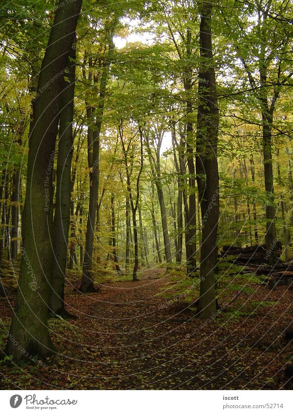 in den wald Wald Baum Herbst Fußweg Blatt Waldlichtung Wege & Pfade