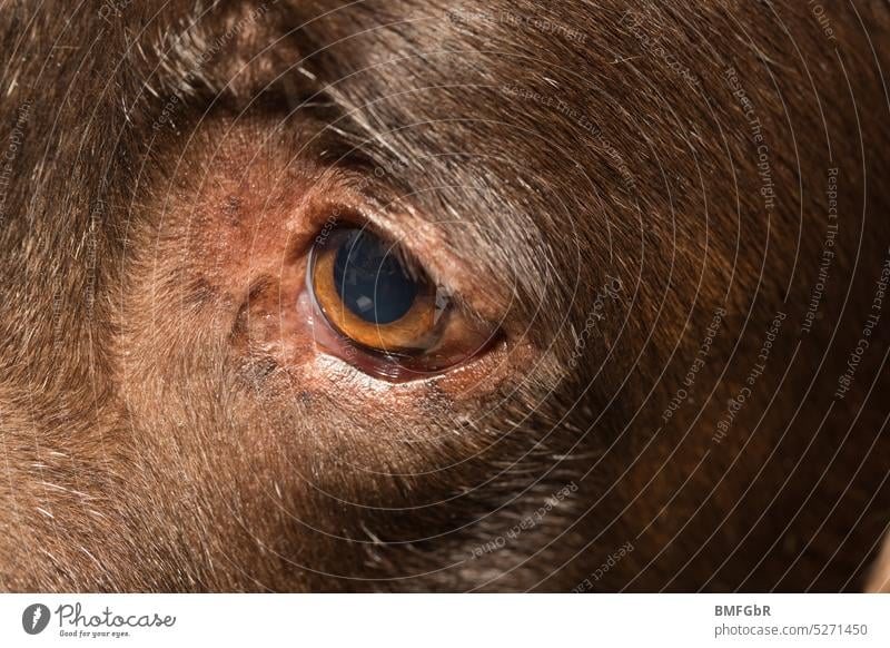 Detail Gesicht schokofarbener Hund, Labrador, mit Fokus auf einem Auge Rasse Rassehund schokoladenfarben Haustier Augenpartie fell haare haarig vertrauen