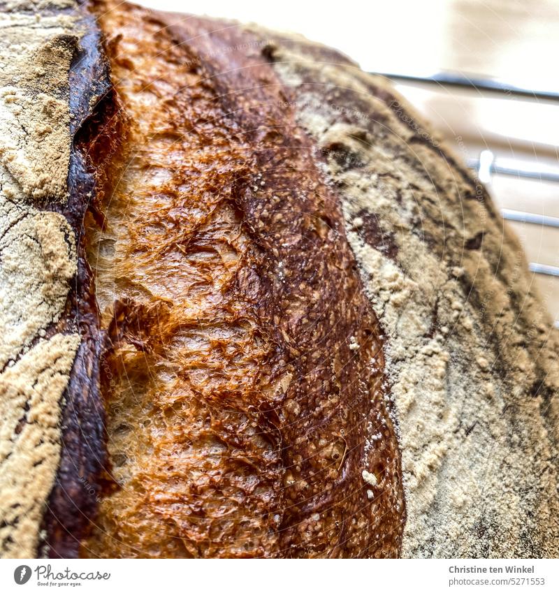 Ein frisch gebackener Laib Brot mit schöner Kruste liegt auf einem Auskühlgitter Brotlaib selbstgemacht Brotliebe knusprig rustikal lecker aromatisch Oberfläche