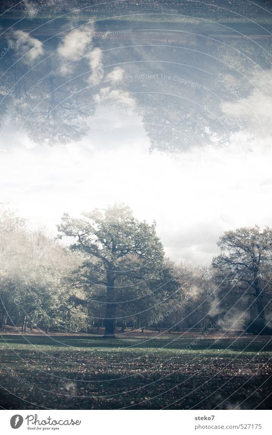 Herbsthimmel Baum Park Wiese Surrealismus Symmetrie Doppelbelichtung Gedeckte Farben Außenaufnahme Experiment Menschenleer Textfreiraum Mitte