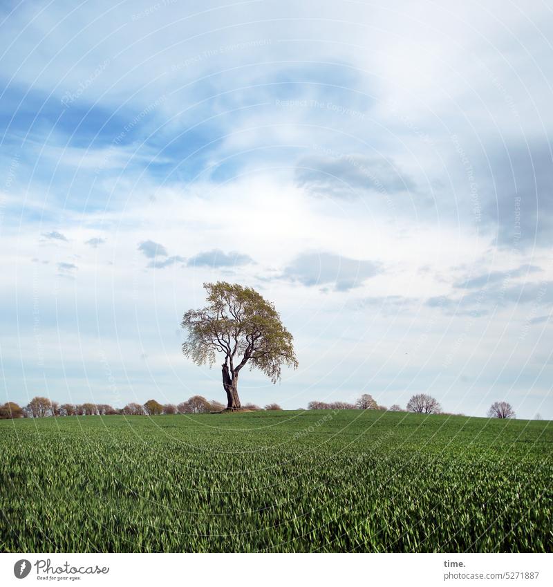 Die Beschwichtigung der Himmelsgötter Bäume grün Äste Zweige Wachstum Wandel & Veränderung Frühjahr Pflanze Natur Baum Umwelt Landwirtschaft Horizont Wolken