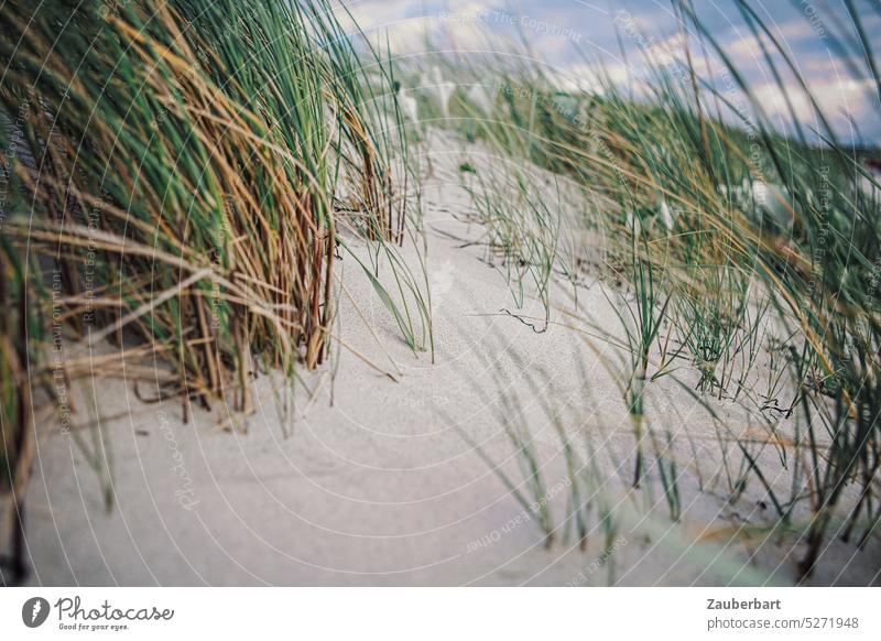 Strandhafer und Dünengras im Wind auf einer Sanddüne am Strand der Ostsee Gras windig sonnig Küste Meer Natur Tourismus