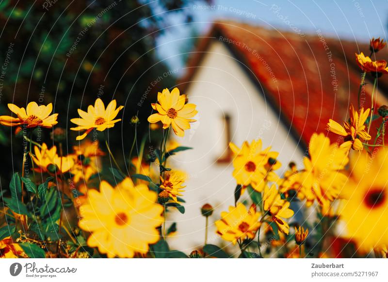 Gelbe Sommerblumen vor rotem Dach in warmer Farbstimmung Blumen gelb sommerlich Sonne Urlaub Erholung Reisen froh hell Blüten Ferienhaus blühen natürlich