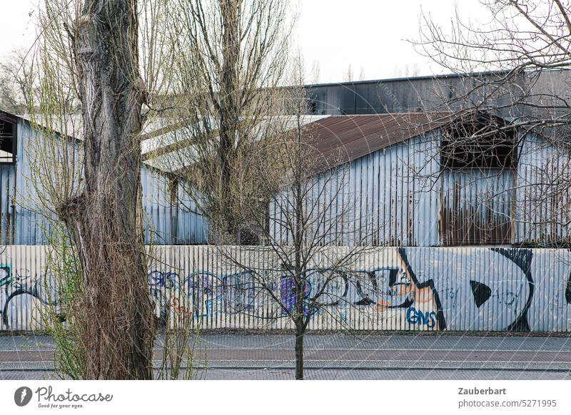 Bäume mit Frühlingsgrün vor Wellblechhallen mit Graffiti Baum Fabrik Lagerhalle grau Kontrast Stadt Natur Stadtnatur Fassade Industrieanlage Halle