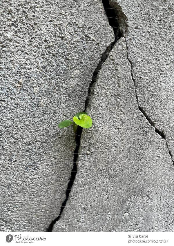 Nahaufnahme einer Pflanze, die aus einer gerissenen Betonwand gewachsen ist gebrochen Leben Wand grün Blatt Hoffnung Konzept Stein Natur Keimung wachsend
