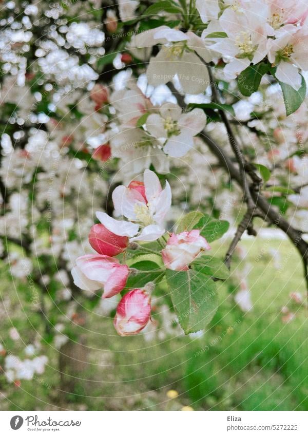 Blüten eines Apfelbaumes Blühend blühen pflanze Natur bluete Frühling rosa Knospen Garten obstbaum Apfelblüte Nahaufnahme Grün