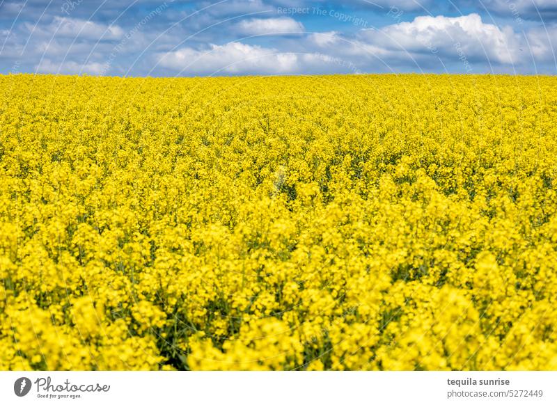 Rapsfeld mit bewölktem Himmel Feld Rapsblüte Rapsanbau Rapsöl Rapsblüten Wolken Sommer Frühling Frühlingsgefühle Landwirtschaft Öl Umwelt Umweltschutz gelb blau