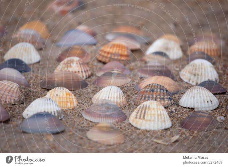Sammlung von bunten Muscheln im Sand. Strand Hintergrund mit schönen Muscheln. Flat lay pastellfarbene Muscheln. oft abstrakt aquatisch Nahaufnahme Küste