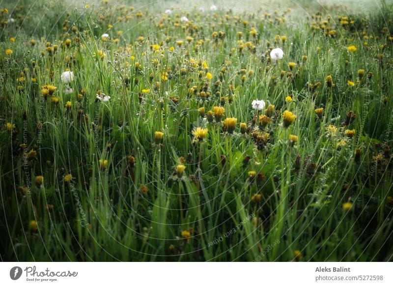 Eine Wiese mit Löwenzahn und Pusteblumen im Morgentau. grün Frühling Gras #löwenzahn pusteblumen Natur Außenaufnahme Farbfoto Wildpflanze Menschenleer gelb