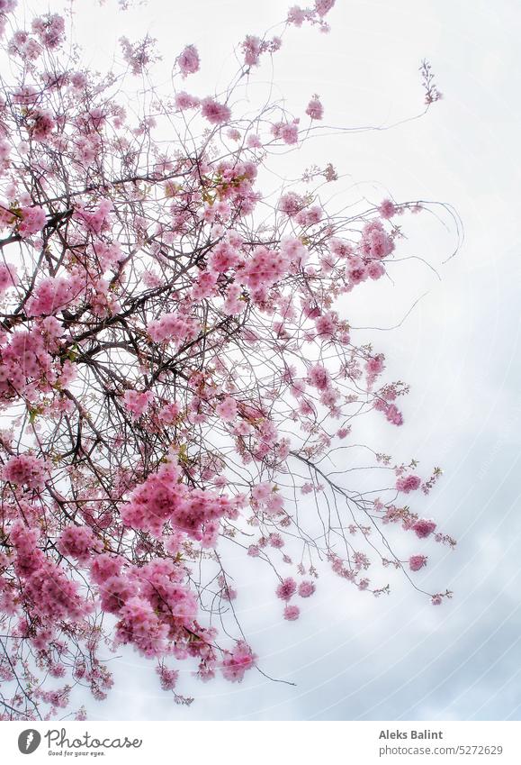 Japanische Kirsche in voller Blüte. Japanischekirsche Menschenleer Außenaufnahme Baum rosa Blüten Frühling Blühend Natur Farbfoto schön natürlich zart