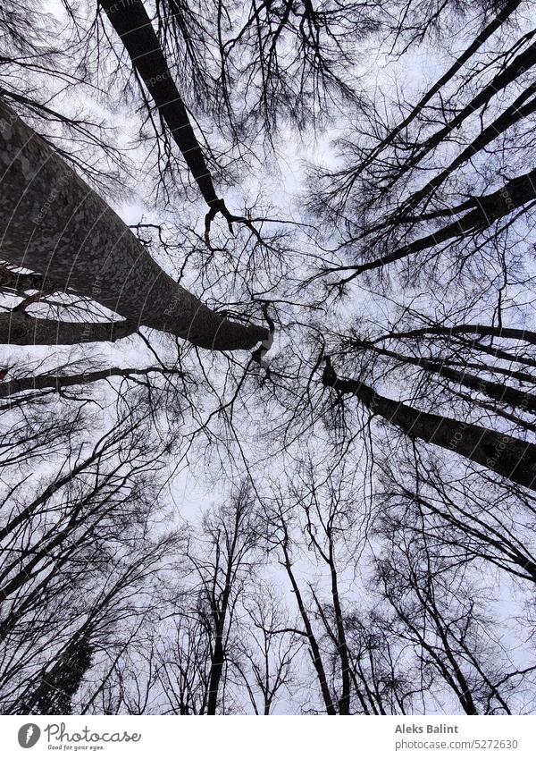 Baumkronen von unten. Baumkronendach Bäume Wald Himmel im Freien schön Natur natürlich Holz