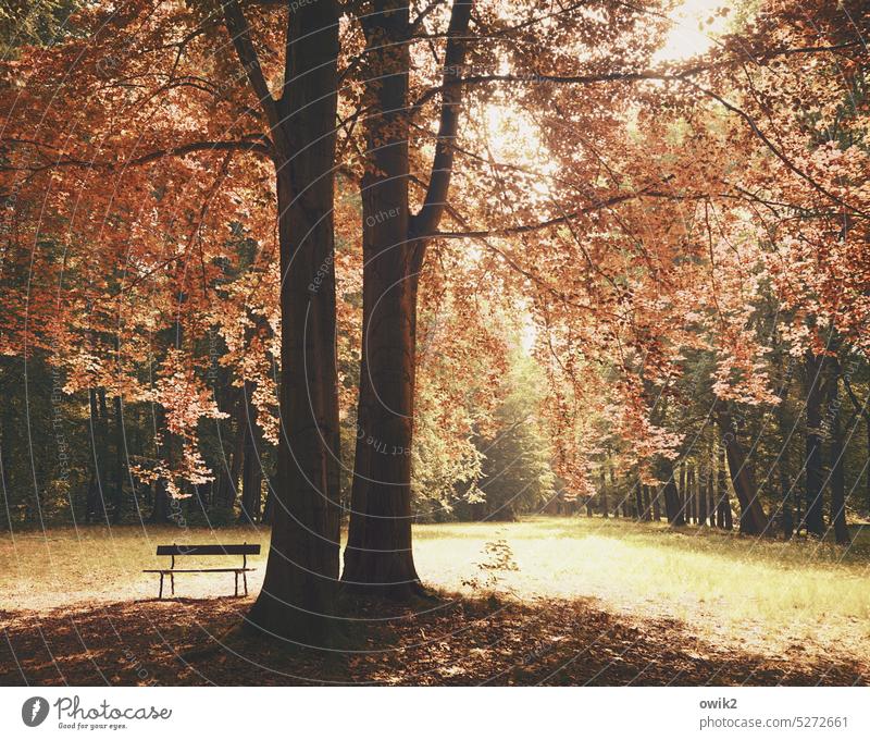 Herbstpark Park Bäume Wald Bank Außenaufnahme Erholung Farbfoto Tag Menschenleer einladend Laubbaum Landschaftsarchitektur Sträucher Natur friedlich Umwelt
