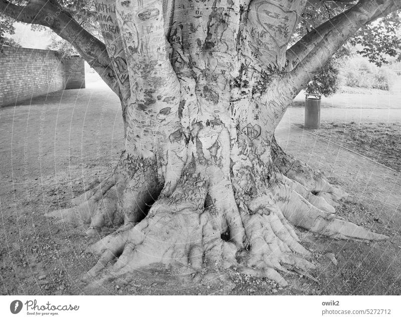 Vollumfänglich Baum Baumstamm dick Übergewicht Außenaufnahme Schwarzweißfoto Baumrinde Wurzel standhaft geduldig groß gigantisch Natur Umwelt Tag Licht Schatten