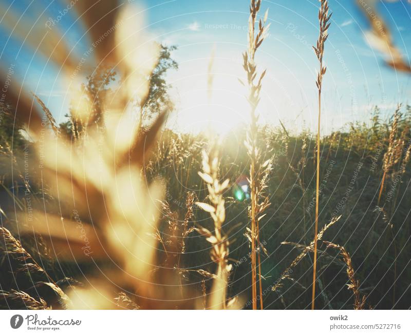 Gräser im Licht Halme dünn zart verwischt Sonnenlicht Gegenlicht Schönes Wetter Detailaufnahme Pflanze Sträucher Tag Unschärfe Idylle diffus ruhig Farbfoto