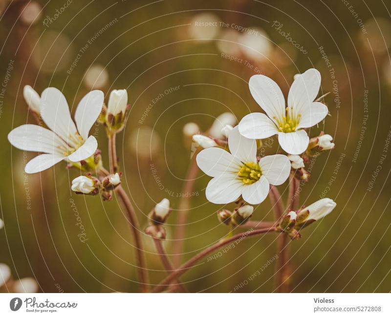 Knöllchen-Steinbrech - Körnchen-Steinbrech - Weißer Steinbrech II Blüten Saxifraga krautige Pflanze Blume Blütenmeer