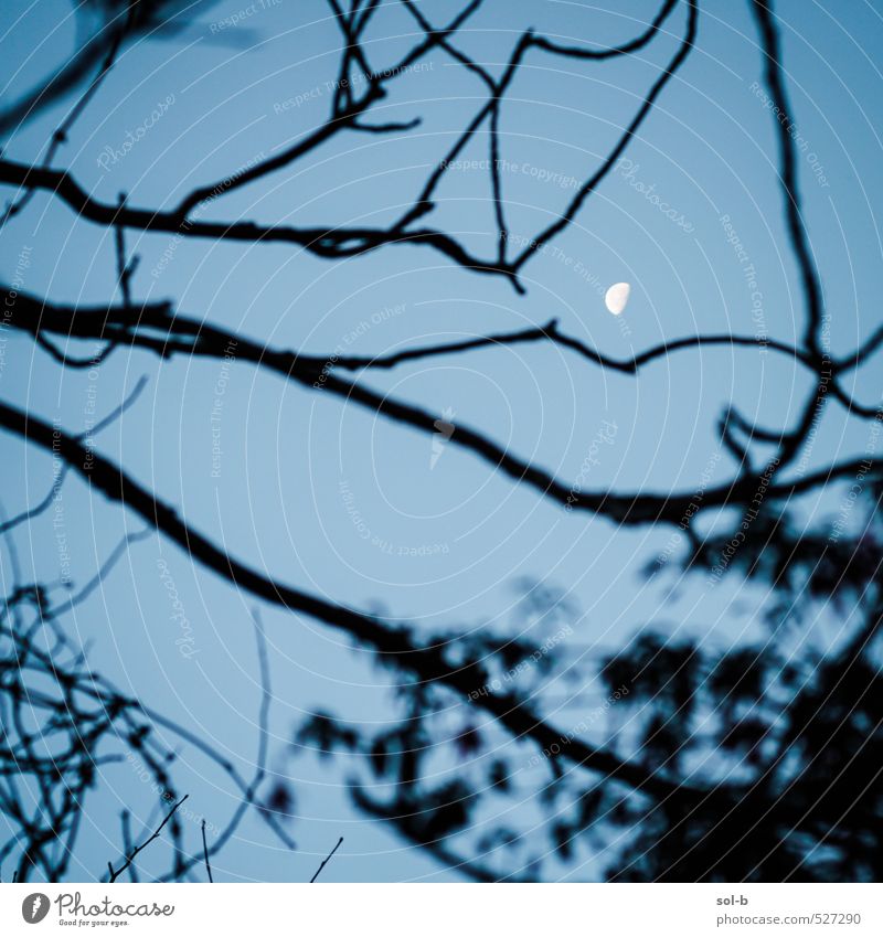 nachschlagen Nachtleben Natur Urelemente Luft Himmel Wolkenloser Himmel Nachthimmel Mond Herbst Winter Baum Garten Park beobachten entdecken leuchten Blick