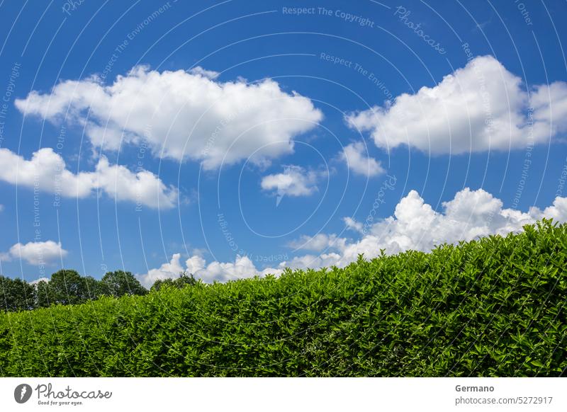 grüne Hecke im Freien Hintergrund Schönheit Buchse Wolken kultiviert Dekoration & Verzierung dekorativ Immergrün Zaun Vorderseite Garten Gartenarbeit Gras