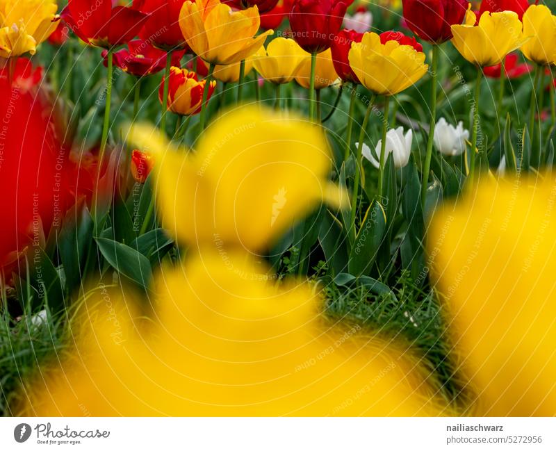 Tulpenfeld grün rot gelb Farbfoto Blauer Himmel Tulpenblüte Frühlingsgefühle Blume Blüte Pflanze Blühend Natur Schnittblume Tulpenzeit von unten Ostern
