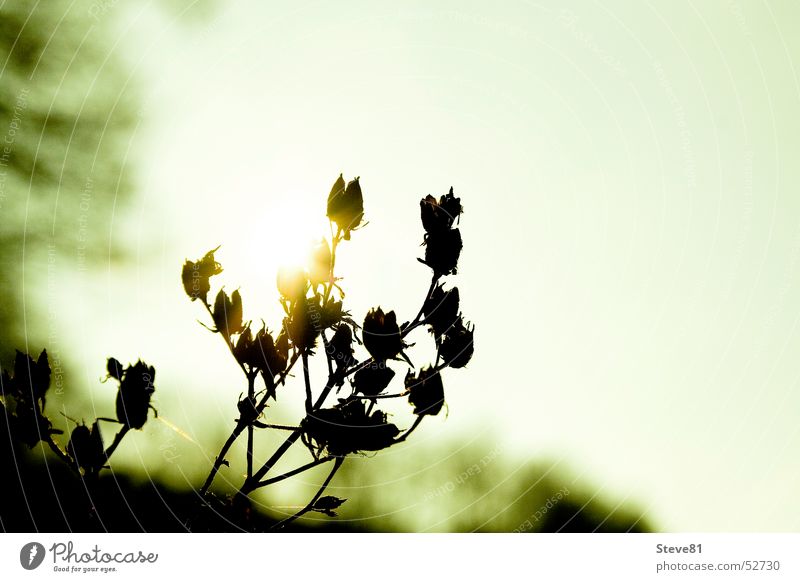 Wintersonne küsst Pflanze Licht Sträucher Landschaft Sonne Natur Außenaufnahme