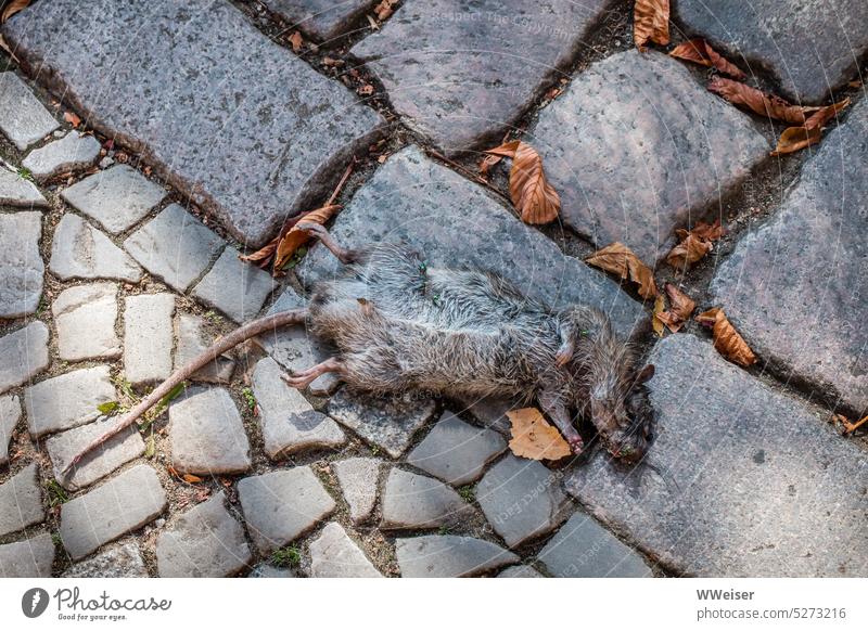 Eine tote Ratte liegt auf dem gepflasterten Bürgersteig inmitten von Herbstlaub Tier Nagetier Straße Stadt gestorben Kadaver Vergänglichkeit Natur Tierporträt