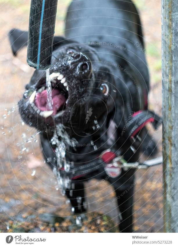 Ein sehr durstiger schwarzer Hund trinkt an einem heißen Sommertag gierig Wasser aus einem Schlauch Durst trinken Haustier Labrador Maul Schnauze Nase