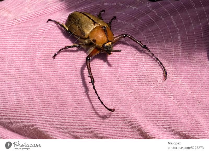 Nahaufnahme eines Dynastinae-Käfers, braunes Insekt. Ecuador schließen Arthropode wild Fauna Biss Insekten vereinzelt Tierwelt Makro amerika Antenne groß Wanze