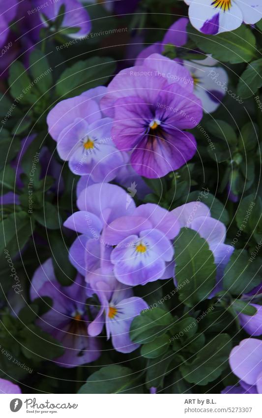 Hornveilchen wie gemalt blume blüte nahaufnahme garten hornveilchen natur zierlich floral schönheit wunder zartheit blau lila weiß filigran blumenblätter