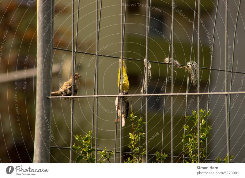 Vogelfutter mit Vögeln an einem Bauzaun Futter Tiere in der Stadt Käfig Nische Nischendasein Stadtleben urban urbane Natur unnatürlich fliegen provisorisch