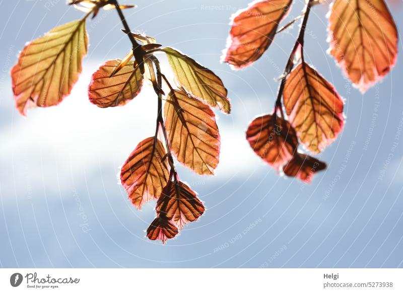 Zweige mit jungen Blättern einer Buche vor blauem Himmel mit Wölkchen Buchenblatt Blatt Frühling frisch Wolken Natur Baum Farbfoto Außenaufnahme Menschenleer