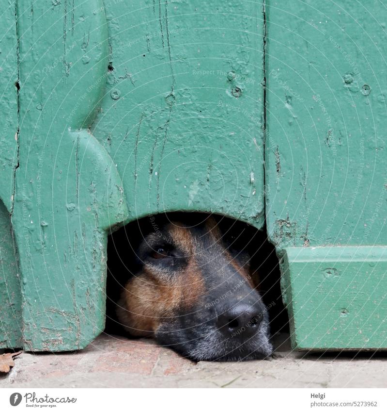 Wachposten - Hund liegt hinter einer Dielentür und schaut aus einem Gucklock Hundeschnauze Hundenase Auge Fellnase Tür Holztür Guckloch Loch Aufpasser aufpassen