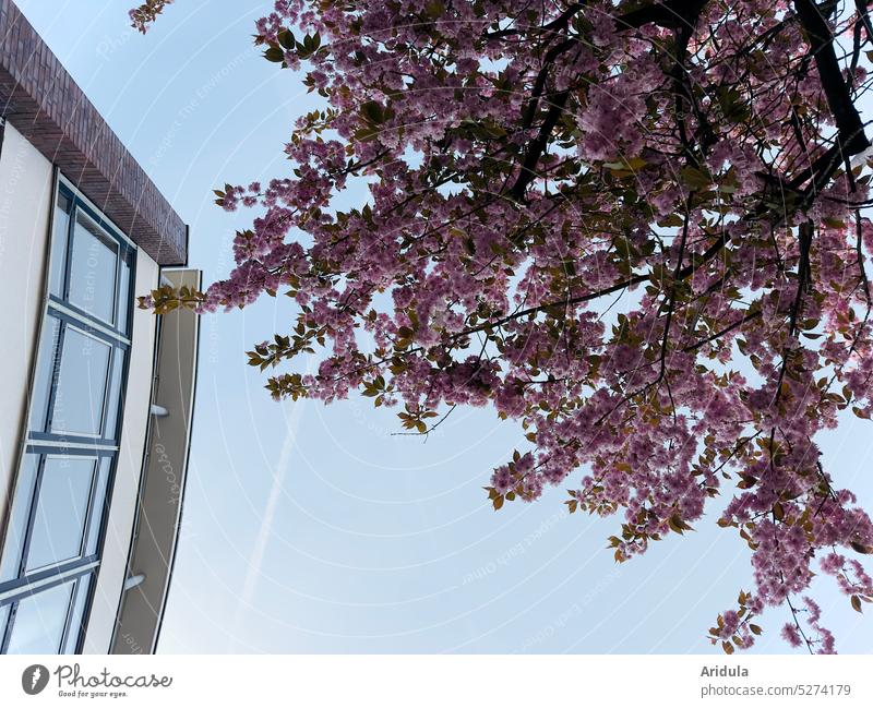 Japanische Kirschblüte mit Gebäude Kirschbaum Hanami Frühling Blüte Kirschblüten rosa Baum Kirsche Haus Stadt urban Fenster Blauer Himmel Froschperspektive