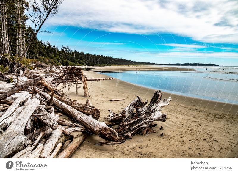 angespült British Columbia Long Beach Vancouver Island besonders Kanada Nordamerika Wasser Einsam Einsamkeit Ferne Ferien & Urlaub & Reisen Meer Außenaufnahme